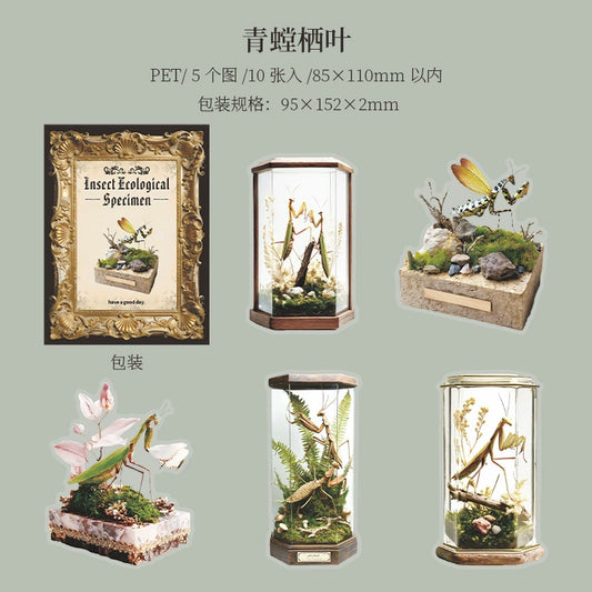 #20443 Insect Ecological Series Sticker